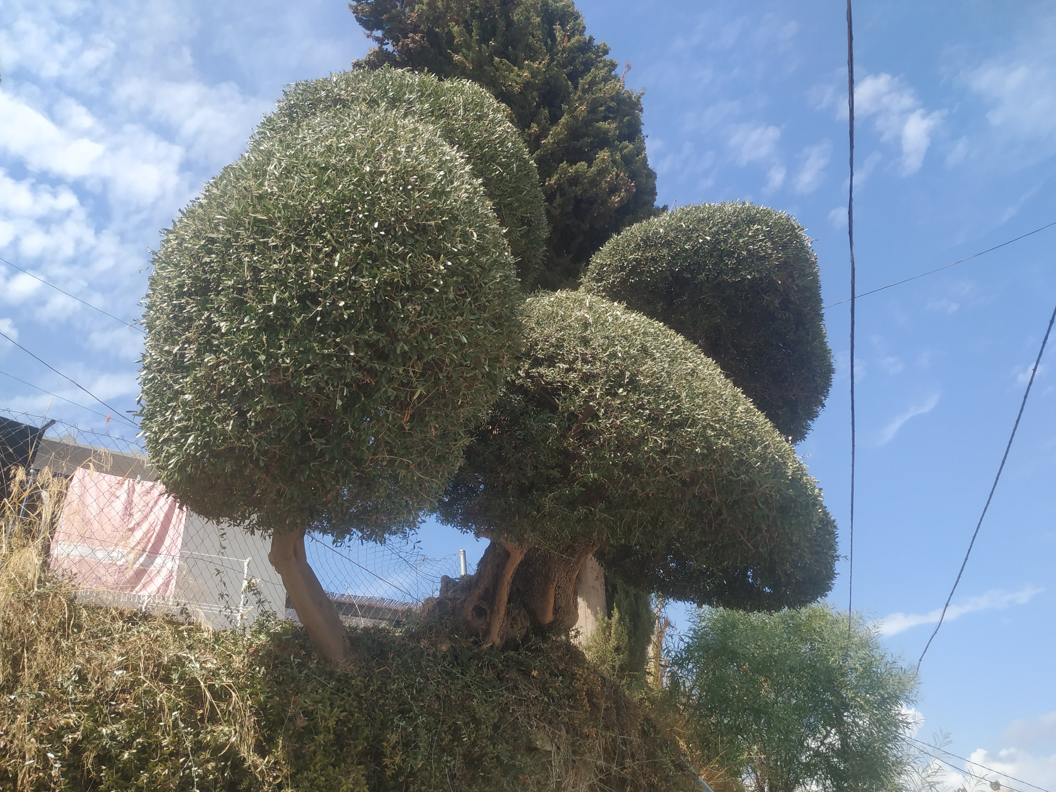 jardín 11